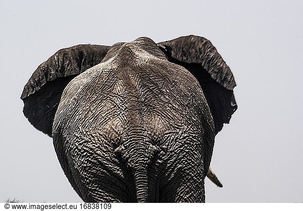 Nahaufnahme eines afrikanischen Elefanten (Loxodonta). Rückansicht. Chobe-Nationalpark  Botsuana  Afrika.