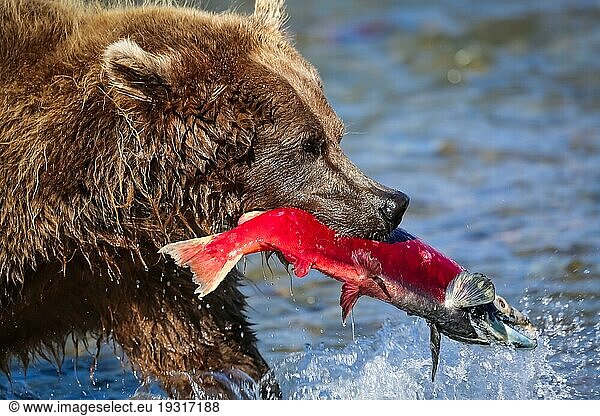 Nahaufnahme eines Alaskabraunbären (Grizzlybär) beim Fressen eines Lachses  Moraine Creek  Katmai National