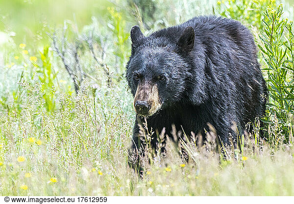 Nahaufnahme eines amerikanischen Schwarzbären (Ursus americanus)  der durch das grasbewachsene Gebüsch im Yellowstone National Park läuft. Der Amerikanische Schwarzbär ist eine von acht Bärenarten auf der Welt und eine von drei auf dem nordamerikanischen Kontinent; Wyoming  Vereinigte Staaten von Amerika
