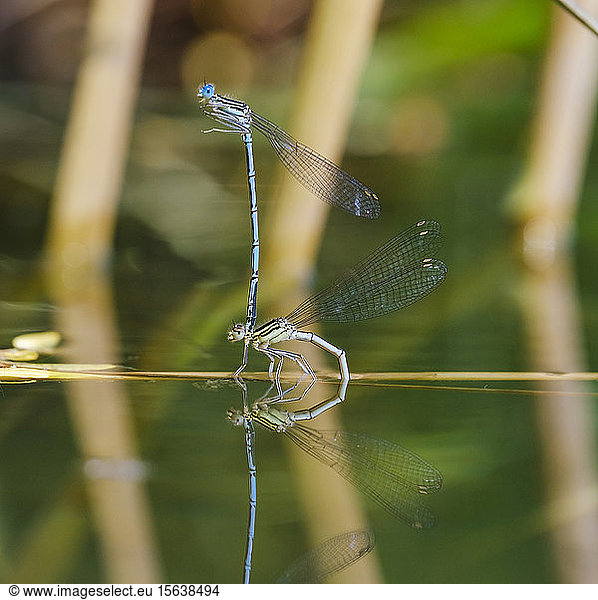 Nahaufnahme eines blauen Libellenpaares bei der Eiablage  Bayern  Deutschland