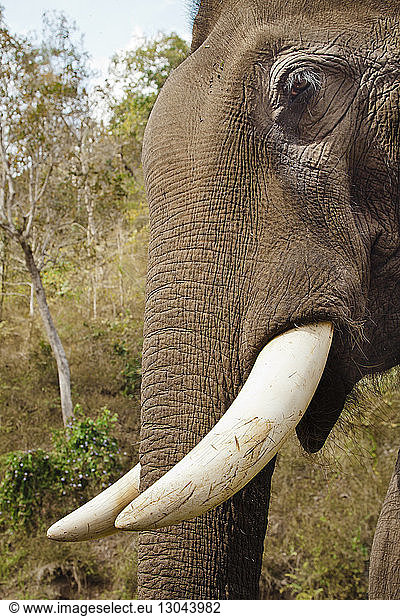 Nahaufnahme eines Elefanten im Naturpark