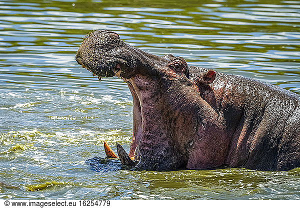 Nahaufnahme eines Flusspferdes (Hippopotamus amphibius) im Wasser mit weit geöffnetem Maul; Tansania