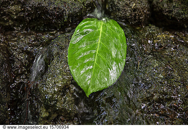 Nahaufnahme eines grünen Blattes in fliessendem Wasser