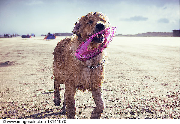Nahaufnahme eines Hundes  der beim Spaziergang am Strand eine Plastikscheibe im Maul trägt