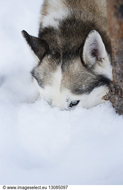 Nahaufnahme eines Huskys mit Kopf im Schnee