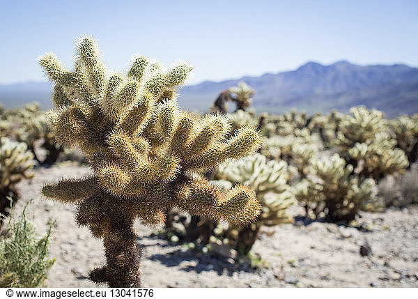 Nahaufnahme eines Kaktus im Joshua-Tree-Nationalpark während eines sonnigen Tages