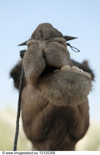 Nahaufnahme eines Kamels vor klarem Himmel in der Wüste Thar