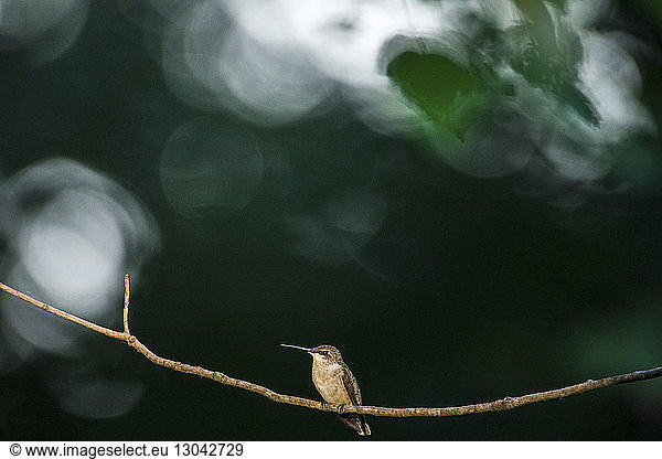 Nahaufnahme eines Kolibris  der auf einem Zweig sitzt