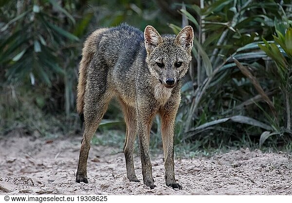 Nahaufnahme eines krabbenfressenden Fuchses  gegenüber  Pantanal  Brasilien  Südamerika