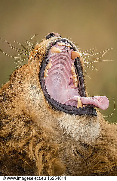 Nahaufnahme eines männlichen Löwen (Panthera leo)  der mit weit geöffnetem Maul gähnt; Tansania