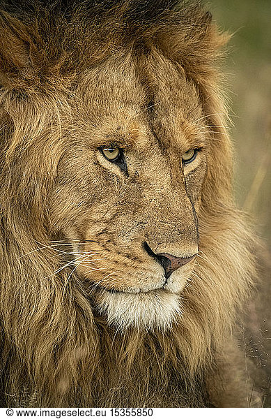 Nahaufnahme eines männlichen Löwen (Panthera leo)  Kopf nach rechts  Serengeti National Park; Tansania