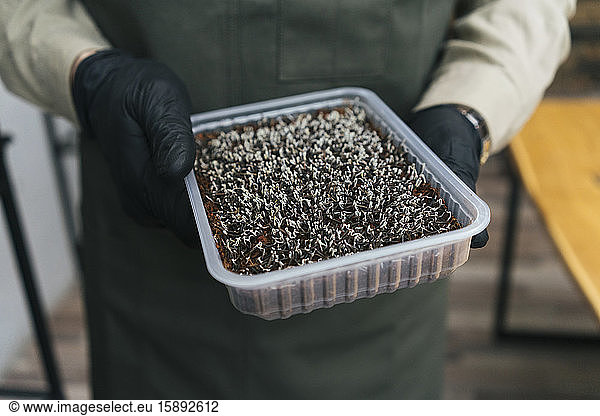 Nahaufnahme eines Mannes  der einen Plastikkasten zur Kultivierung von Mikrogrün hält