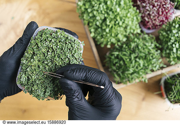 Nahaufnahme eines Mannes mit einer Pinzette an einer mikrogrünen Pflanze