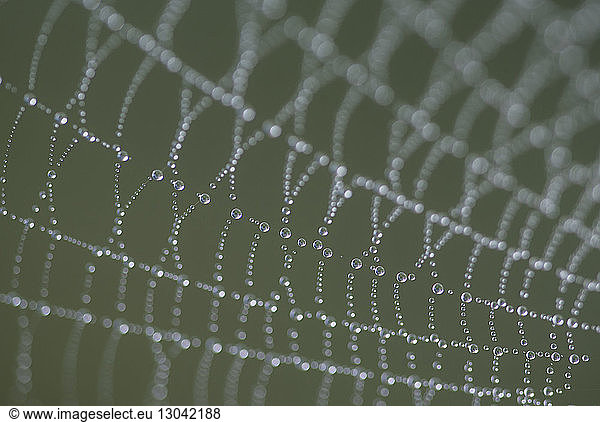 Nahaufnahme eines nassen Spinnennetzes