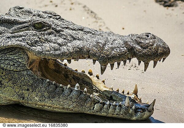 Nahaufnahme eines Nilkrokodils (Crocodylus niloticus) mit aufgerissenem Maul  das sich am Rande des Chobe-Flusses entspannt. Chobe-Nationalpark  Botswana  Afrika.
