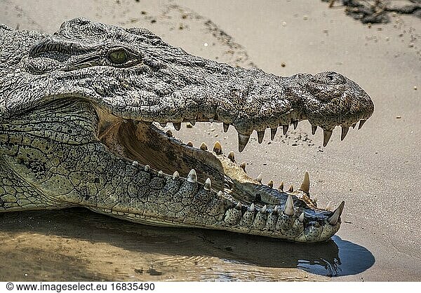 Nahaufnahme eines Nilkrokodils (Crocodylus niloticus) mit aufgerissenem Maul  das sich am Rande des Chobe-Flusses entspannt. Chobe-Nationalpark  Botswana  Afrika.