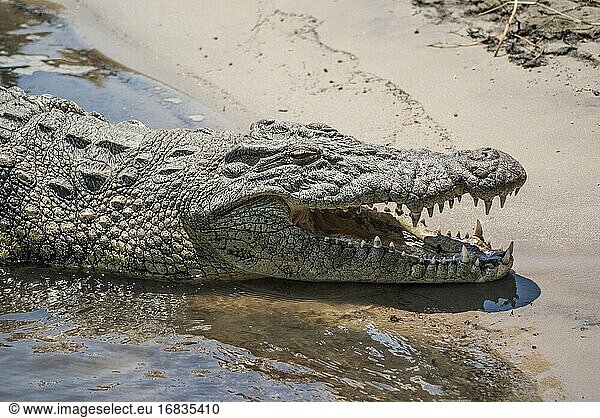 Nahaufnahme eines Nilkrokodils (Crocodylus niloticus) mit aufgerissenem Maul  das sich am Ufer des Chobe-Flusses entspannt. Chobe-Nationalpark  Botswana  Afrika.
