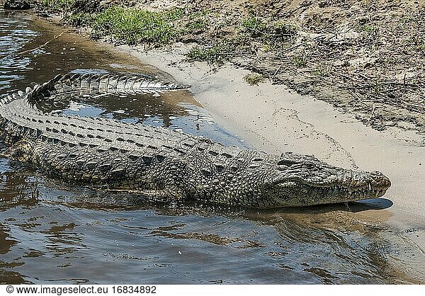 Nahaufnahme eines Nilkrokodils  das sich am Rande des Chobe-Flusses ausruht. Chobe National Park  Botswana  Afrika.