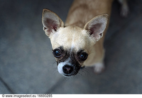Nahaufnahme eines Rassehundes  der Rasse Chihuahua