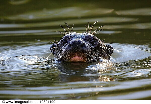 Nahaufnahme eines Riesenotters  der in einem Fluss schwimmt  Kopf über Wasser  Pantanal  Brasilien  Südamerika