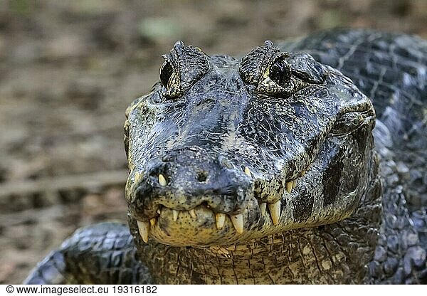 Nahaufnahme eines Schwarzen Kaimans  Pantanal  Brasilien  Südamerika
