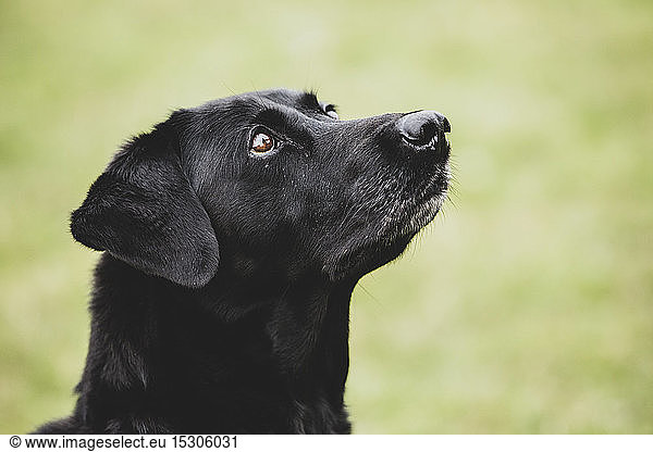 Nahaufnahme eines Schwarzen Labradorhundes.