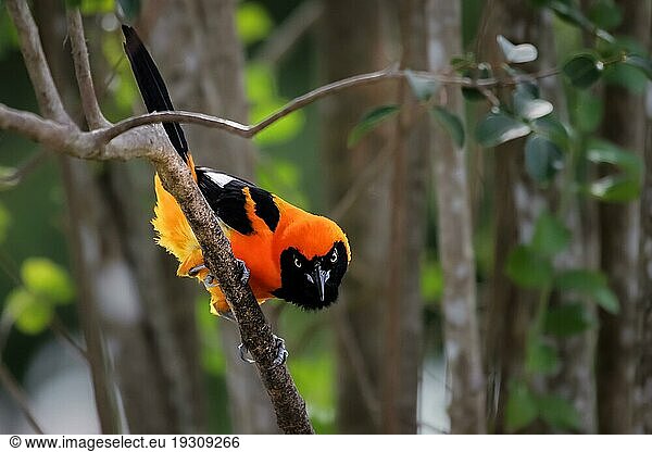 Nahaufnahme eines Troupial mit orangenem Rücken  gegenüber  Pantanal  Brasilien  Südamerika