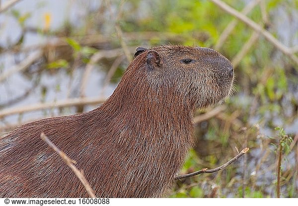 Nahaufnahme eines Wasserschweins (Hydrochoerus hydrochaeris) am Ufer eines Nebenflusses des Cuiaba-Flusses in der Nähe von Porto Jofre im nördlichen Pantanal  Provinz Mato Grosso in Brasilien. Capybaras sind die größten Nagetiere der Welt.