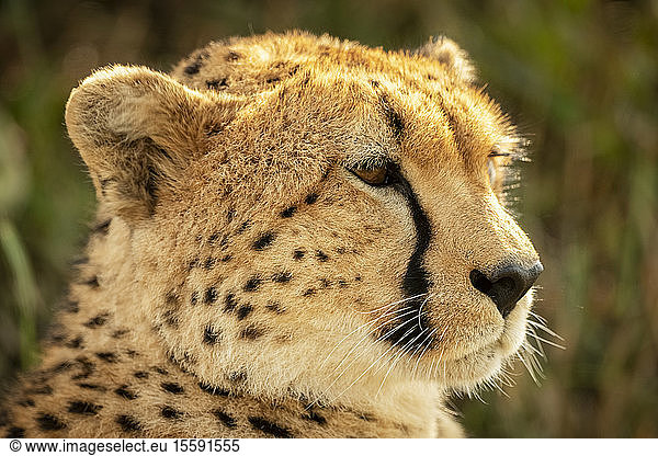 Nahaufnahme eines weiblichen Geparden (Acinonyx jubatus)  Kopf nach rechts  Klein's Camp  Serengeti-Nationalpark; Tansania
