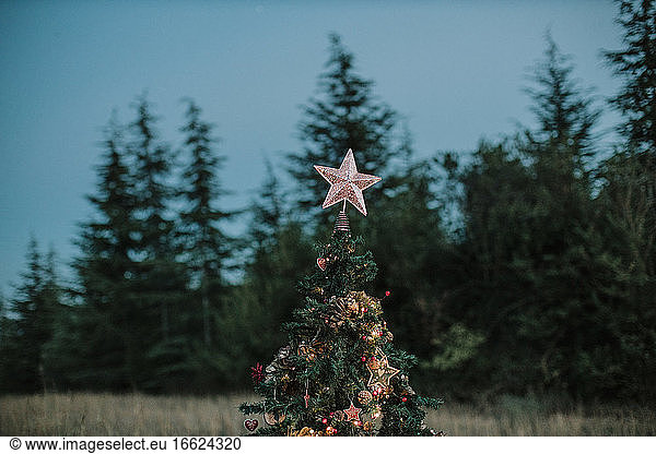 Nahaufnahme eines Weihnachtsbaums gegen den klaren Himmel in der Abenddämmerung
