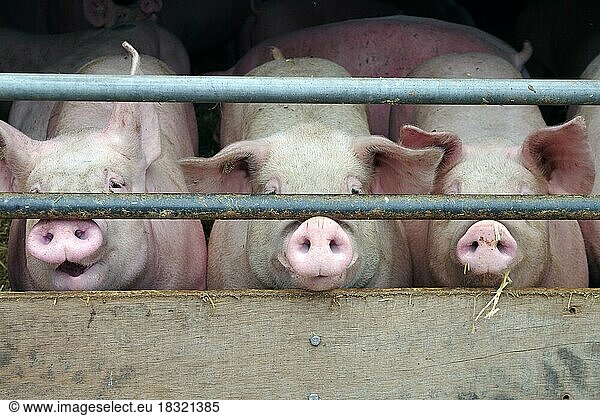Nahaufnahme  Hausschweine (Sus scrofa domesticus)  drei  die Schweine schauen durch die Absperrung von ihrem Stall nach draußen