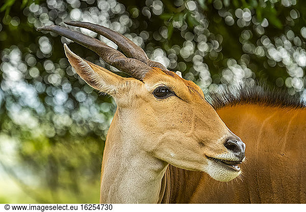 Nahaufnahme-Porträt einer gemeinen Elenantilope (Taurotragus oryx) mit nach rechts gerichtetem Kopf; Kenia