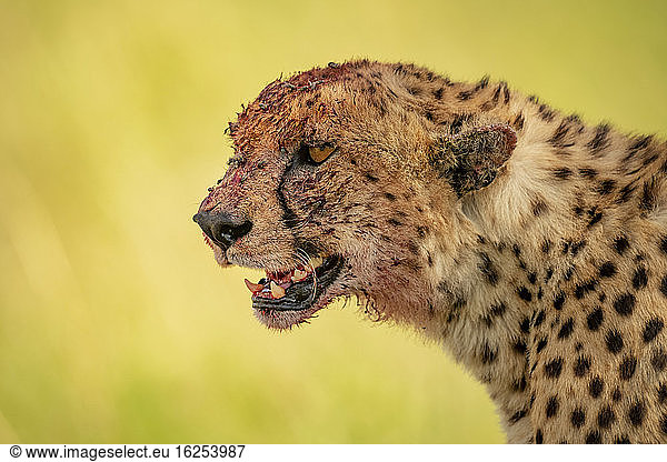 Nahaufnahme-Porträt eines Geparden (Acinonyx jubatus) mit blutbedecktem Kopf nach dem Fressen; Tansania