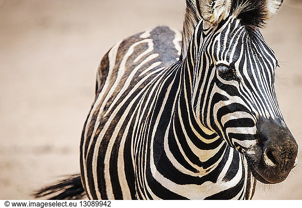 Nahaufnahme-Portrait von Zebras im Nationalpark