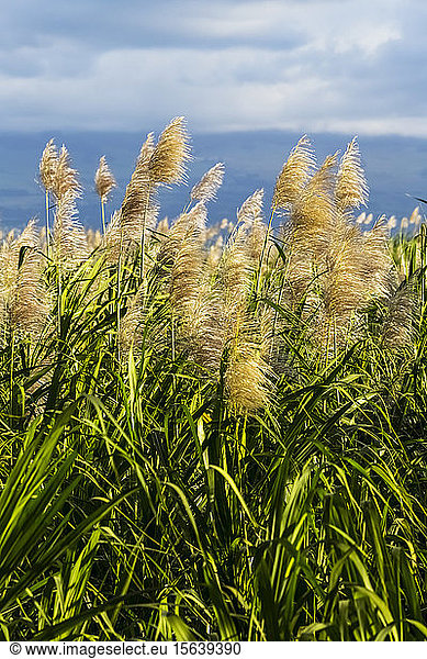 Nahaufnahme und Detailaufnahme von blühendem und wachsendem Zuckerrohr auf einem Feld in der Nähe von Kihei  bevor die Zuckerindustrie die Insel 2017 nach 134 Jahren Produktion verließ; Maui  Hawaii  Vereinigte Staaten von Amerika