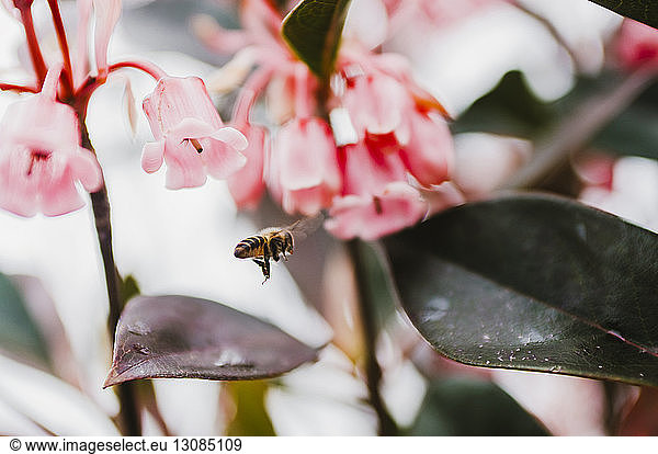 Nahaufnahme von über Pflanzen fliegenden Bienen