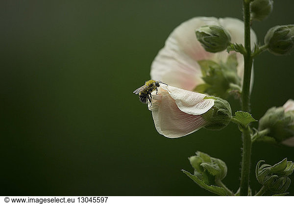 Nahaufnahme von Biene auf Blume