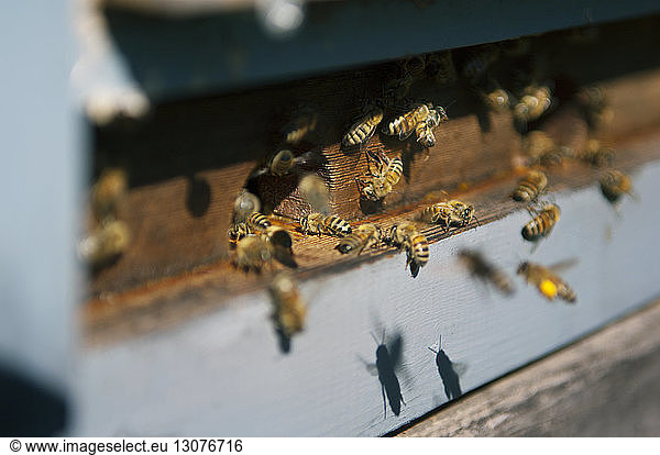 Nahaufnahme von Bienen auf Bienenstock