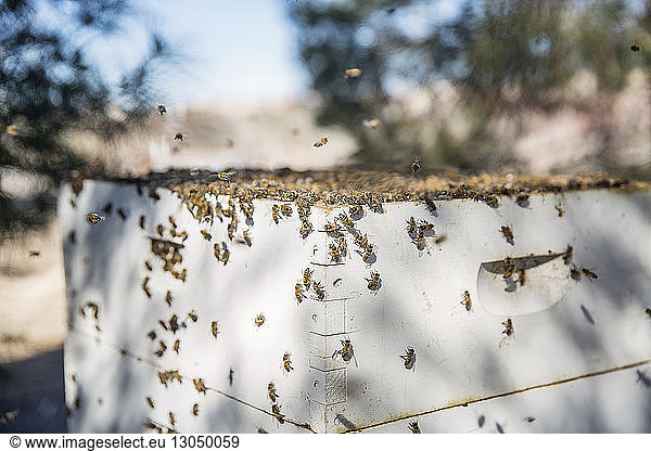 Nahaufnahme von Bienen auf einem Container im Bauernhof