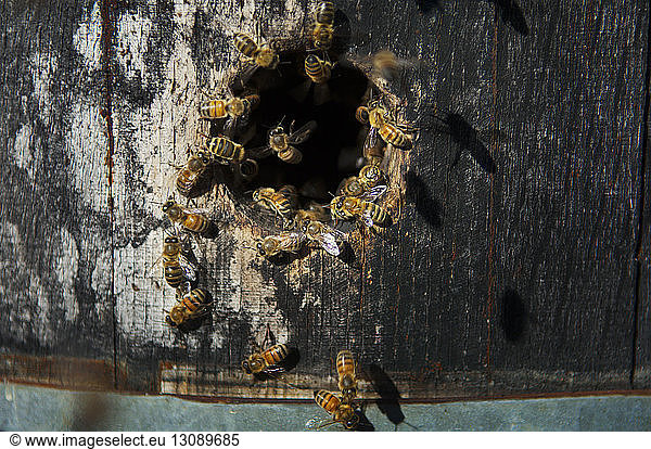 Nahaufnahme von Bienen auf einem hölzernen Bienenstock