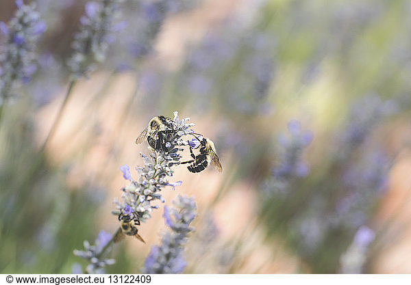 Nahaufnahme von Bienen  die Lavendel bestäuben