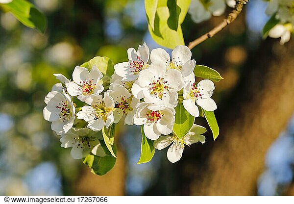 Nahaufnahme von Birnbaum Blüten im Frühling  Schweiz  Europa