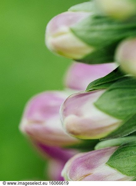 Nahaufnahme von blühenden Fingerhutblüten (Digitalis pupurea) im Garten.