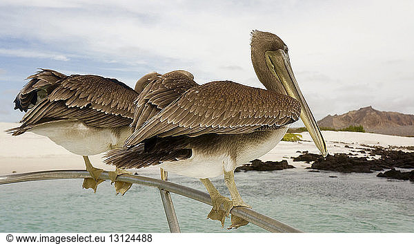 Nahaufnahme von braunen Pelikanen auf der Reling über dem Meer