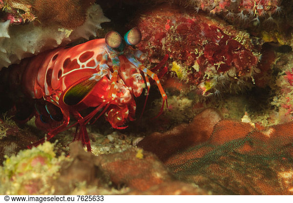 Nahaufnahme von Fangschreckenkrebsen in Koralle
