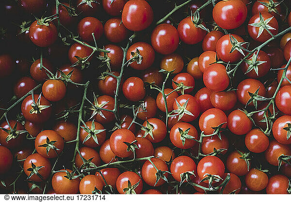 Nahaufnahme von frisch gepflückten Tomaten an der Rebe.