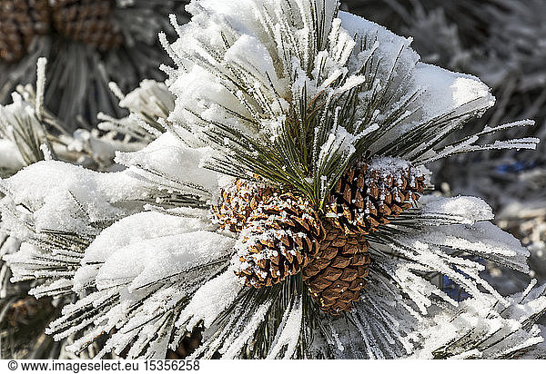 Nahaufnahme von gefrosteten großen Kiefernzapfen und -nadeln an einem Baum; Calgary  Alberta  Kanada