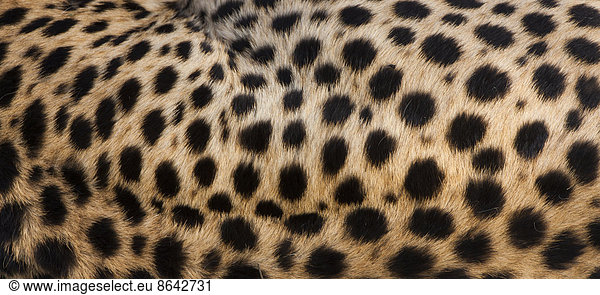 Nahaufnahme von Gepardenflecken auf dem Fell des Tieres im Serengeti-Nationalpark  Tansania
