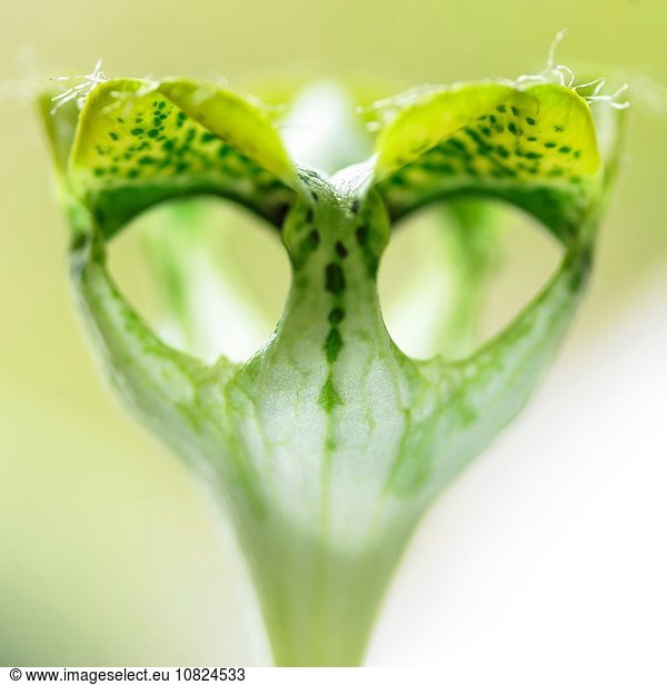 Nahaufnahme von grüner Sukkulente mit fremdem Gesicht