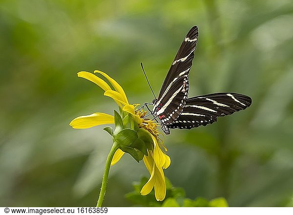 Nahaufnahme von Heliconius charithonia  dem Zebra-Langflügel oder Zebra-Helikonenfalter auf einer gelben Blüte.